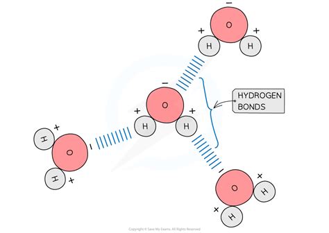 Hydrogen Bonds Hl Ib Biology Revision Notes Save My Exams