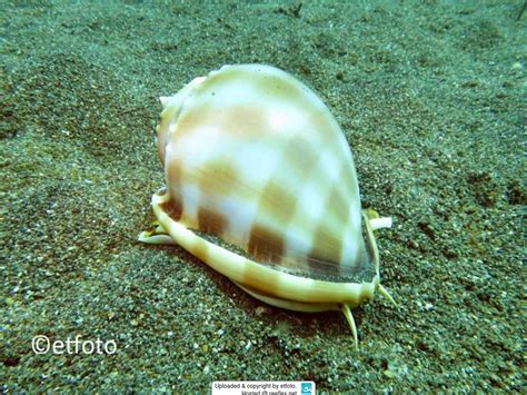 Phalium Bandatum Banded Bonnet