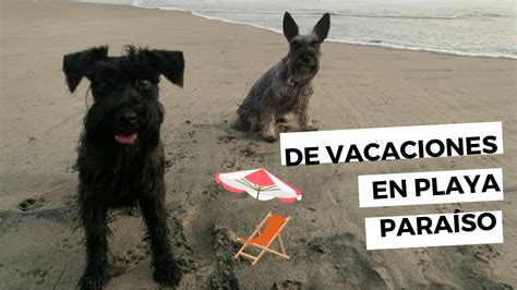 Vacaciones En Playa Para So Gro Con Lola Y Bal M Playa Petfriendly