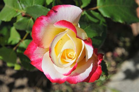 pink  yellow rose bud  stock photo public domain pictures