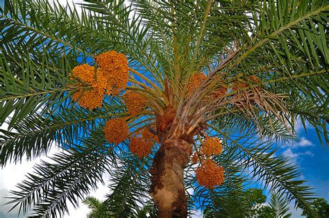 Date Palm Diseases