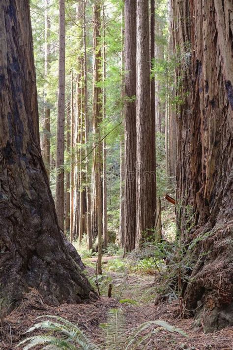 Redwood Trees at Muir Woods National Monument Stock Image - Image of ...