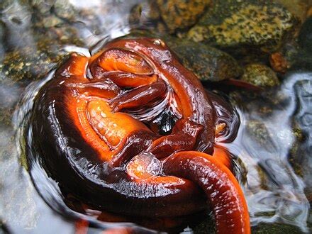 salamander wikipedia