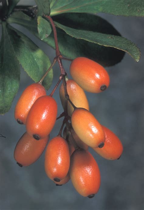 Berberis Vulgaris Common Barberry Go Botany