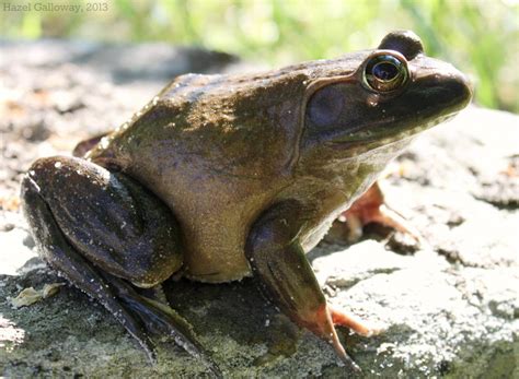 American Bullfrog Mountain Lake Biological Station Uva