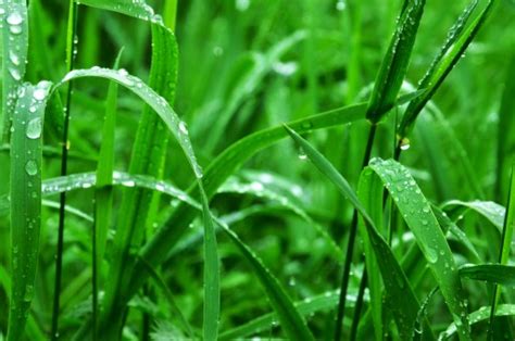 Kostenlose foto Pflanze Feld Rasen Wiese Prärie Regen Blatt