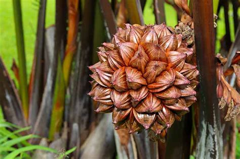 Bantu Cegah Diabetes Ini Manfaat Lain Buah Nipah