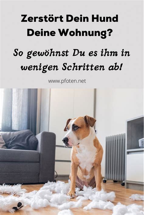 Hund Knabbert Alles An Das Kannst Du Gegen Zerst Rungswut Tun