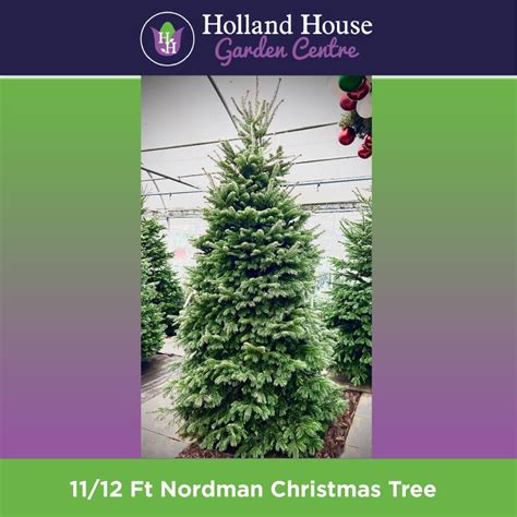 11 12ft Premium Nordman Fir Christmas Trees Preston