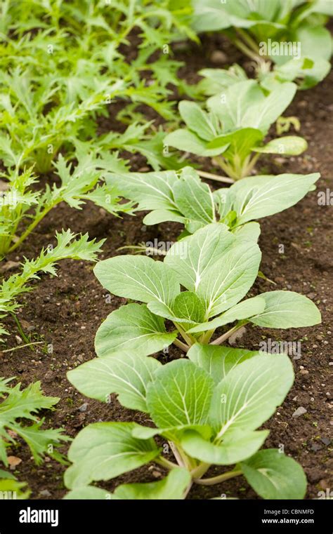 Pak Choi Ivory Brassica Rapa Ssp Chinensis Ivory Stock Photo Alamy