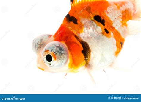 Calico Telescope Eyes Goldfish Stock Image Image Of Isolated Color