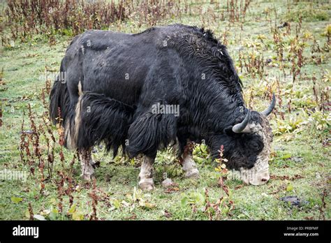 Bhutanese Yak Hi Res Stock Photography And Images Alamy