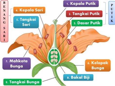 Gambar Bunga Tidak Lengkap Dan Bagiannya Bungainfos