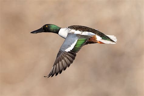 Northern Shoveler In Flight Flying Drake J R Peal Flickr