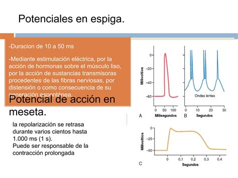 Potenciales De Membrana Y Potenciales De Acción En El Musculo Liso Ppt