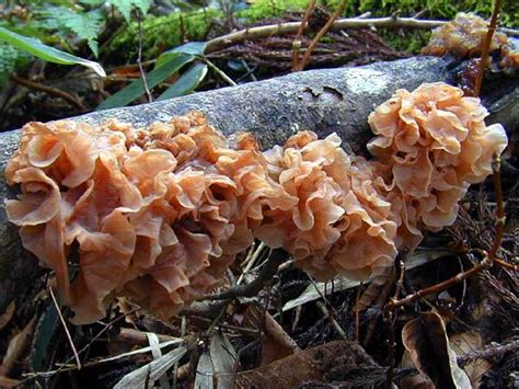 Mushroom Cultivation