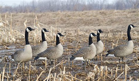 X Goose Decoy Spreads