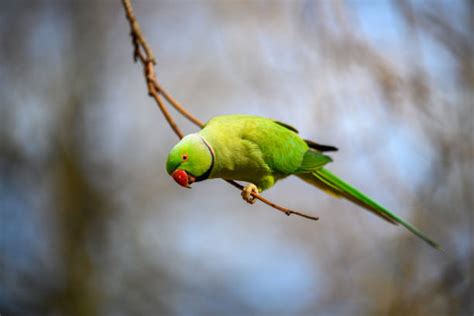 510+ Parakeets London Stock Photos, Pictures & Royalty-Free Images - iStock