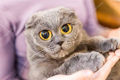 Primer Plano Retrato De Gato Gris Esponjoso Con Ojos Enormes En La Mano
