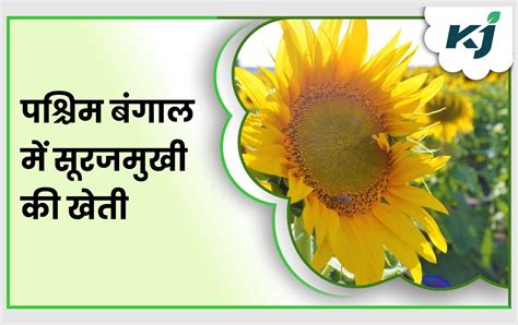 पश्चिम बंगाल में वसंत ऋतु के आते ही सूरजमुखी की खेती में दिखा उछाल Sunflower Cultivation Sees