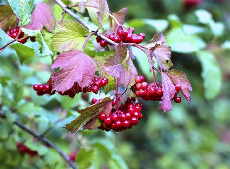 Racimos Rojos Brillantes De Bayas Del Viburnum En Las Ramas Imagen De