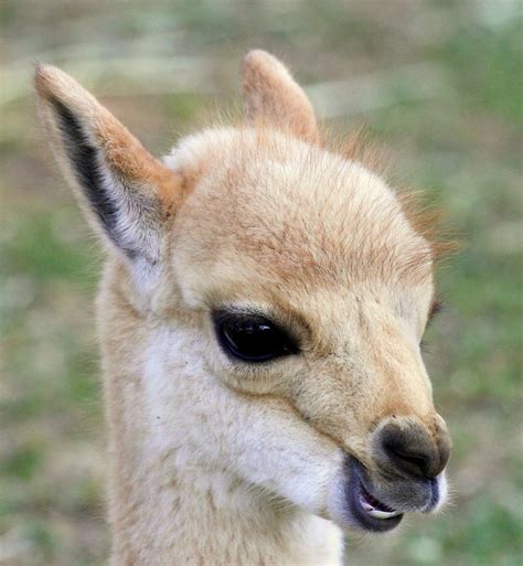 List 94 Pictures Llamas Alpacas Guanacos And Vicunas Are Relatives Of