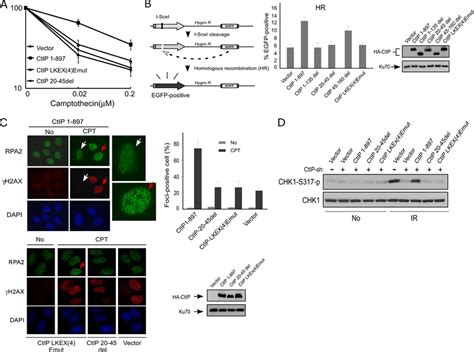 Dimerization Of CtIP Is Important For HR Mediated DSB Repair A Cell