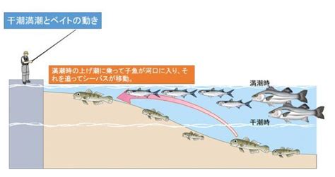 潮汐表 タイトグラフ 潮見表 シーバス釣り【図解】 北の釣り モンちゃんの釣りバカ日誌