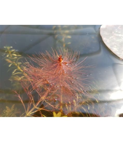 Myriophyllum Hippuroides Wyw Cznik Czerwony