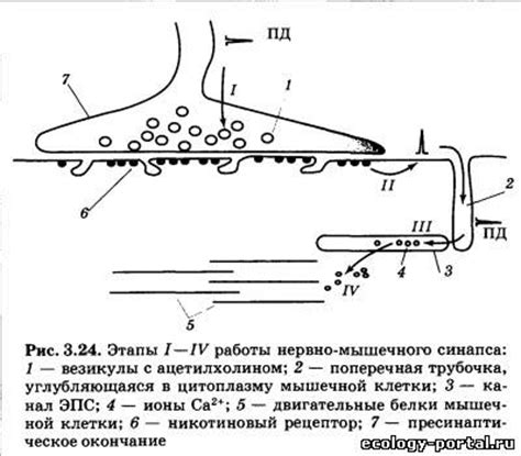 Ацетилхолин