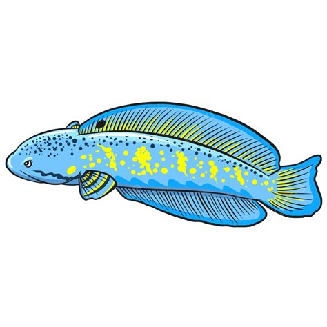 Channa Blue Pulchra Vektor Channa Pulchra Ikan Gabus Hias Ikan Gabus