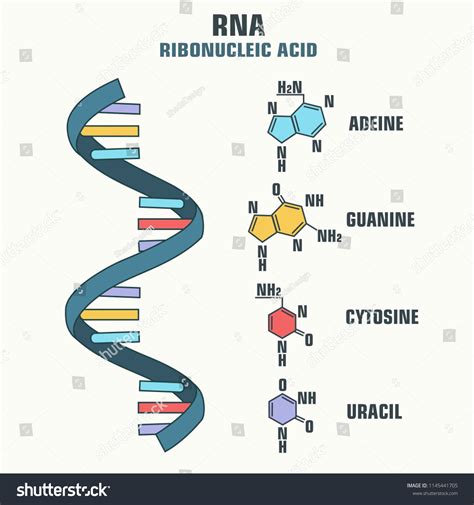 109 Rna Picture Images, Stock Photos, 3D objects, & Vectors | Shutterstock