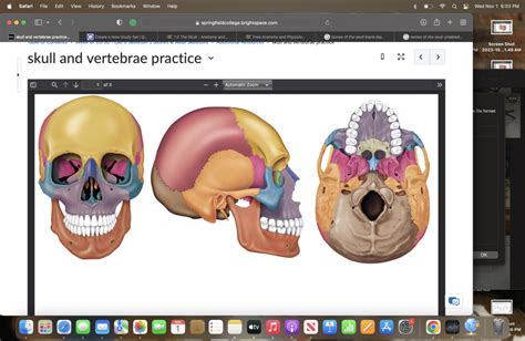 Bones Features Of The Skull Diagram Quizlet