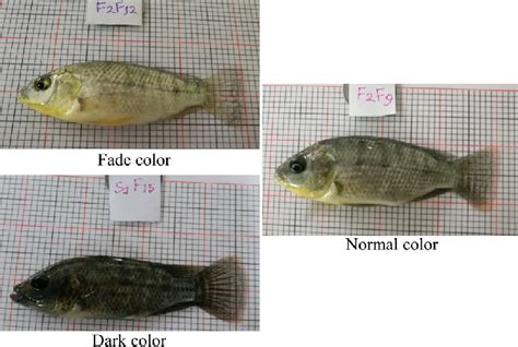 Types of observed body color in experimental Oreochromis niloticus ...