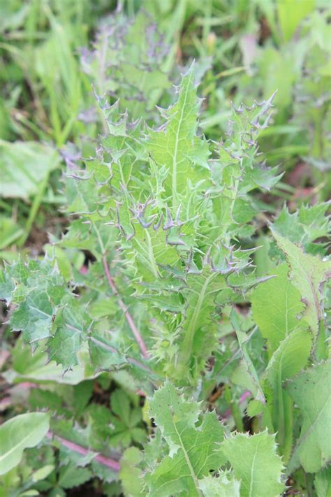 Green Soup Guide: An Easy Recipe for Foragers - Backdoor Survival