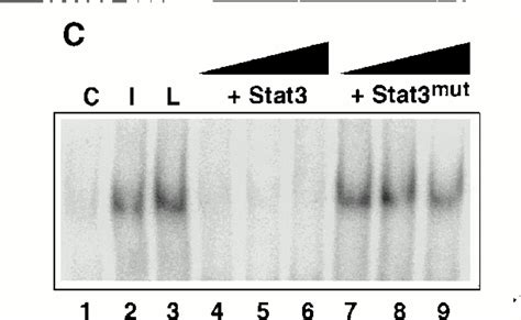 Biological Action Of Leptin As An Angiogenic Factor Science