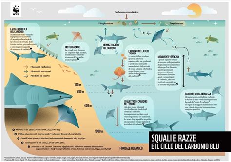 Gli Squali Nel Mediterraneo Sono A Rischio Ma Siamo In Tempo Per Salvarli