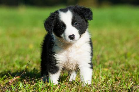 meet  border collie