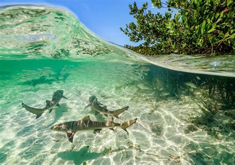 secret lives  baby sharks bbc earth
