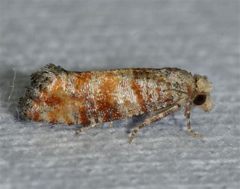 An Index Of Common Tree Insect Pests