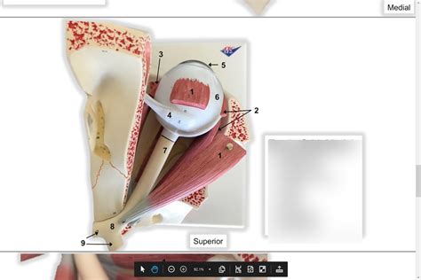 Sense Organs 6 Eye In Orbit Model Diagram Quizlet