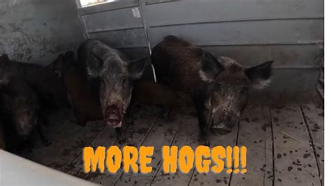 Wild Hogs Caught Off The Plum Patch Trapping Wild Hogs With