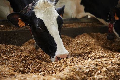 Vaches laitières plus d autonomie protéique avec Effistar Green Le