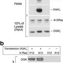 Proposed Mechanism For Precise Regulation Of Rasgrp Activity After Tcr