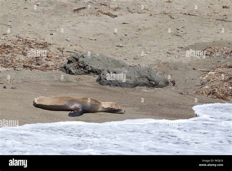 Sick Sea Lion Awaiting Marine Mammal Rescue Team Stock Photo Alamy