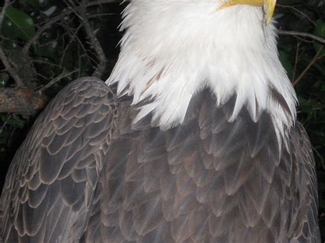 Americas National Bird The Bald Eagle Smithsonian Photo Contest