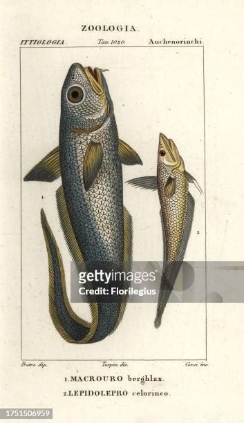 46 Grenadier Fish Stock Photos High Res Pictures And Images Getty