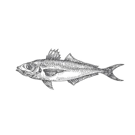 Premium Vector Horse Mackerel Hand Drawn Doodle Vector Illustration