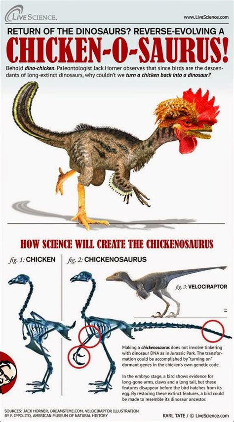 Chickenosaurus 格蘭博士的侏羅雞公園 Renewangritte