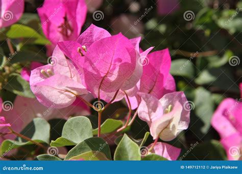 Pink Bougainvillea Tree in the Garden Stock Photo - Image of pink ...